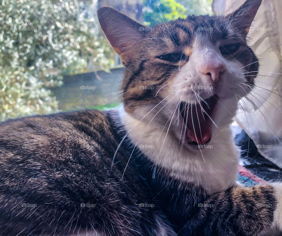 A tabby and white cat lazily sitting in a window, yawns widely, spreading her long whiskers