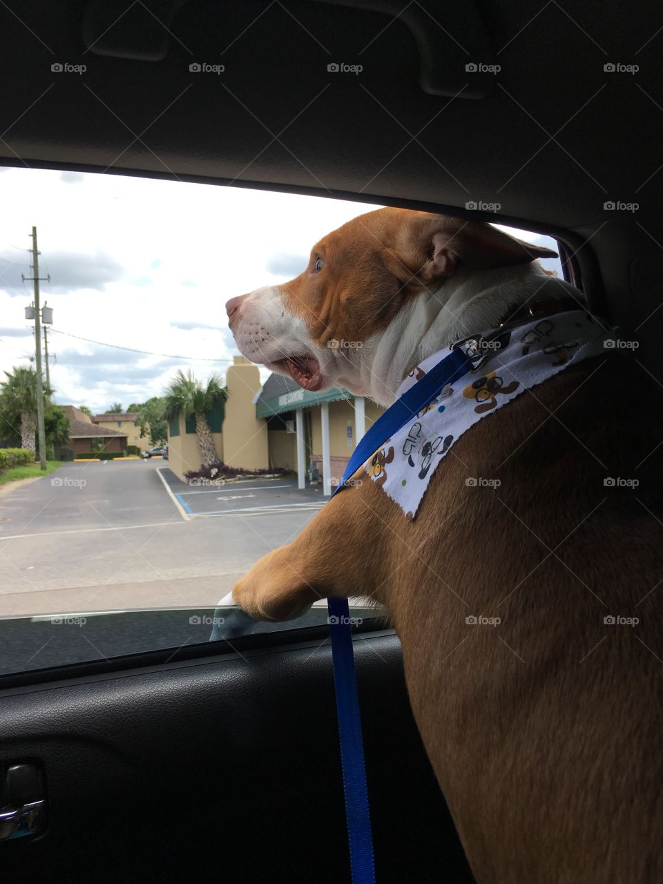 Handsome rescue pitbull enjoying an open window 