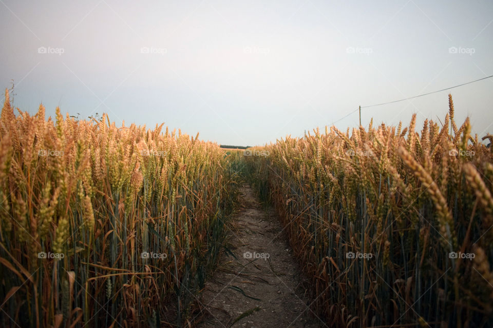 Path between rice fields