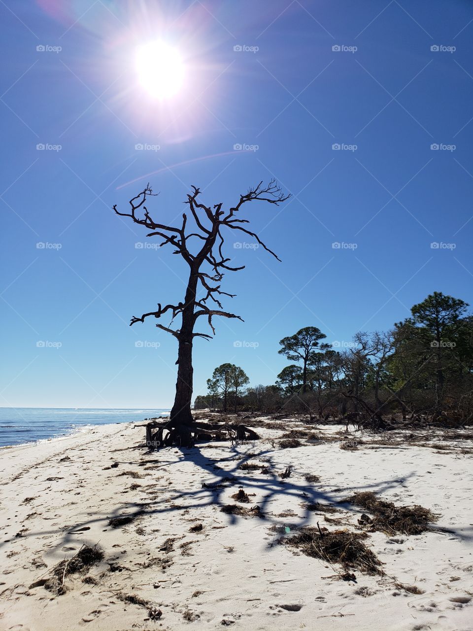 long shadow of tree on Florida beach