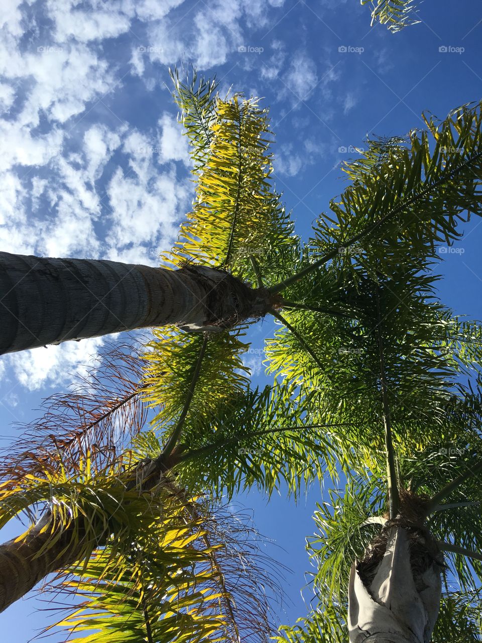 Foap Mission Glorious Mother Nature! Looking Up At Towering Palm Trees In The Blue Sky With Clouds!