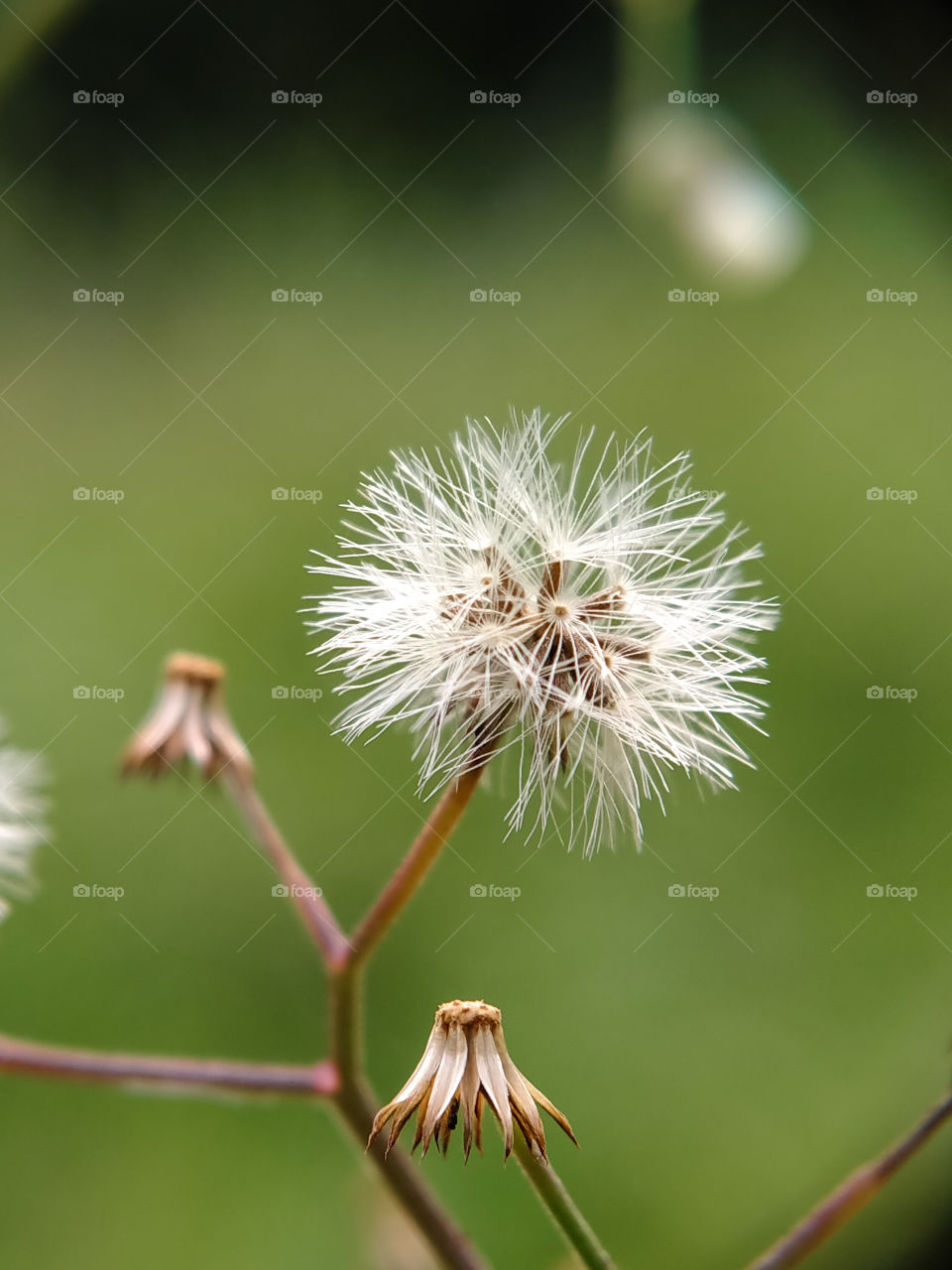 Some dried bush flowers prepare to be blown by the wind. Beautiful view in the garden.