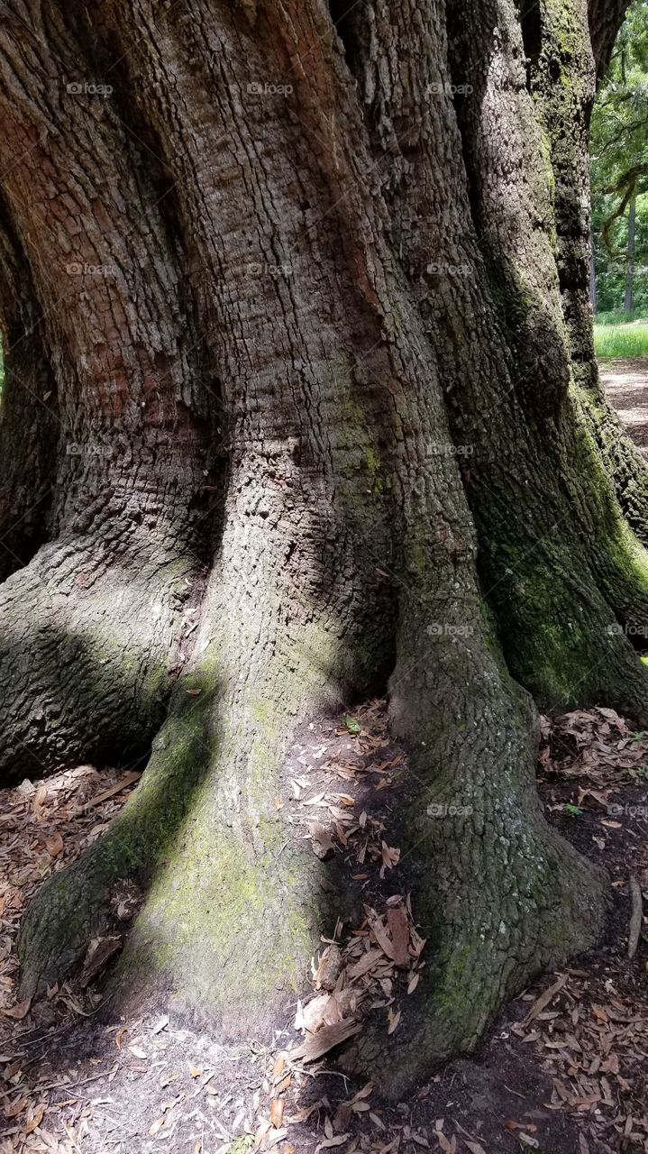 mighty oak tree