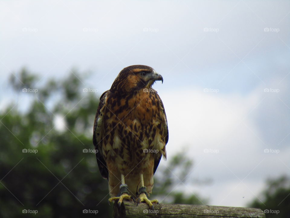 Red Backed Hawk
