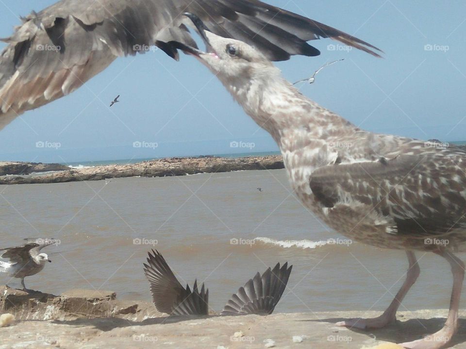 Fighter seagulls.