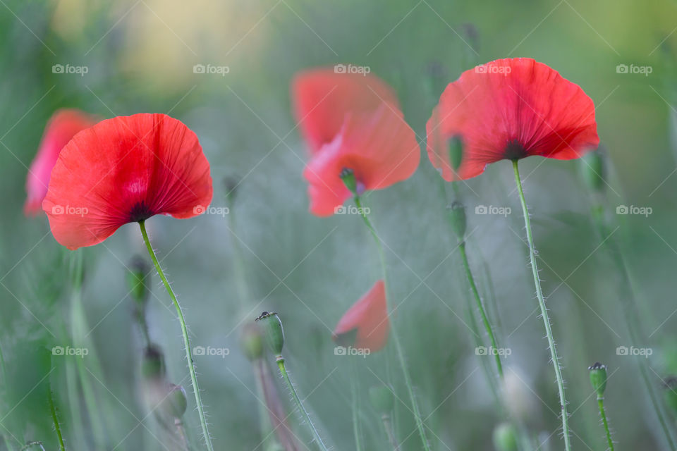 Red poppies flowers in the summer field