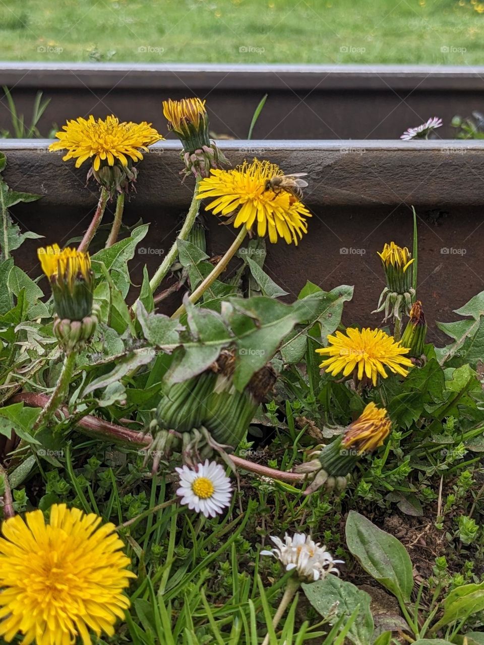 Dandelion near the railway