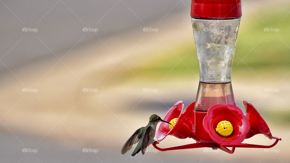little hummingbird taking a sip