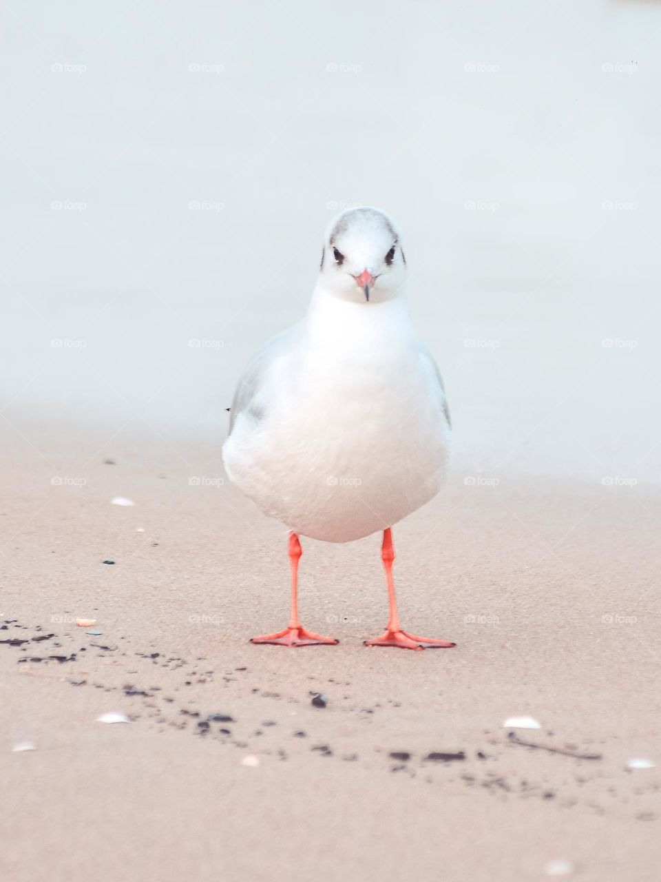 Seagull