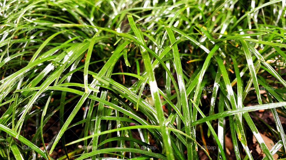 Grass after rain 