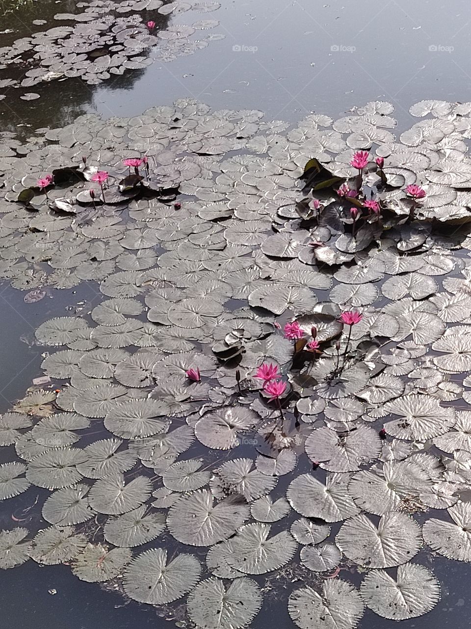 beautiful😍 flowers🌸🌸🌸🌸