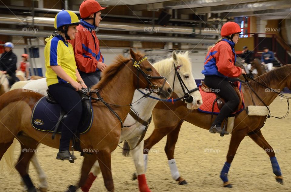 horses sports sverige scotland by dahlstroom