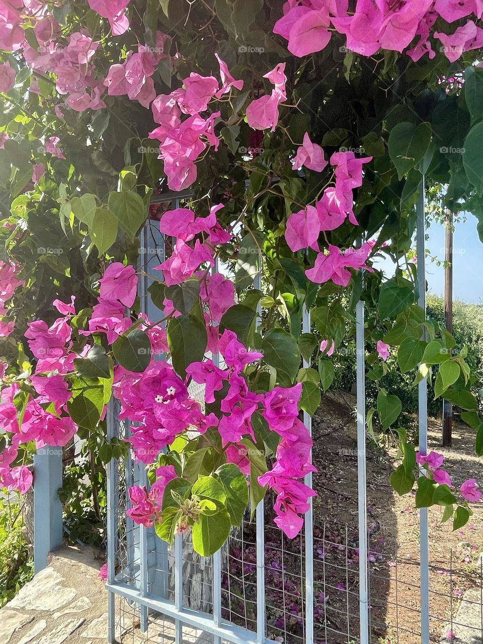 A close-up photograph of a vibrant bougainvillea plant in Peloponnese, Greece, with its striking, bright pink blossoms. The rich hues of its delicate petals contrast beautifully against the deep green of the surrounding leaves.