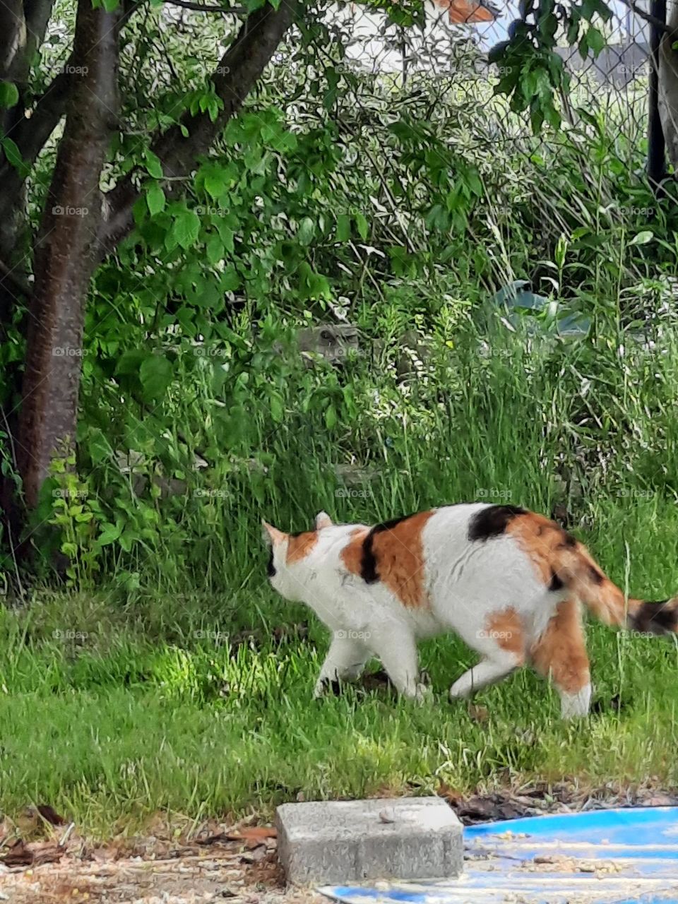 cat'astrophy multicolor cat in spring garden