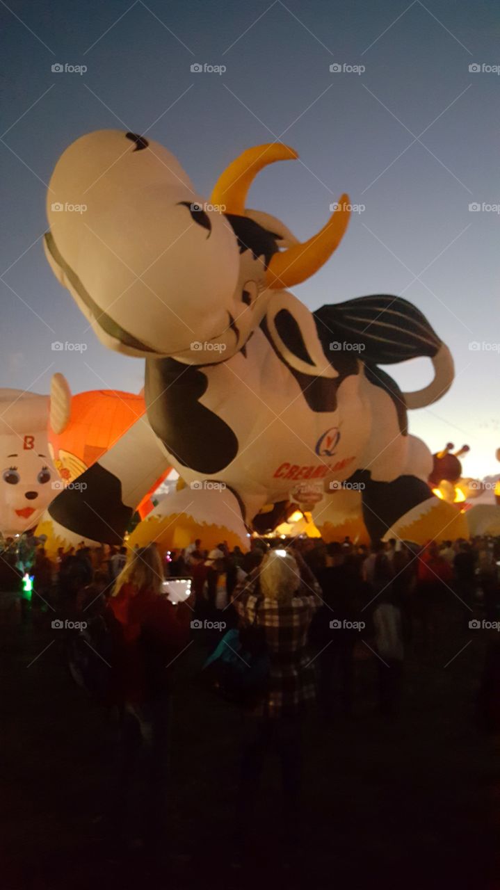 Cow balloon at Albuquerque Balloon Fiesta