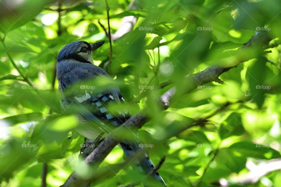 Blue Jay my yard 