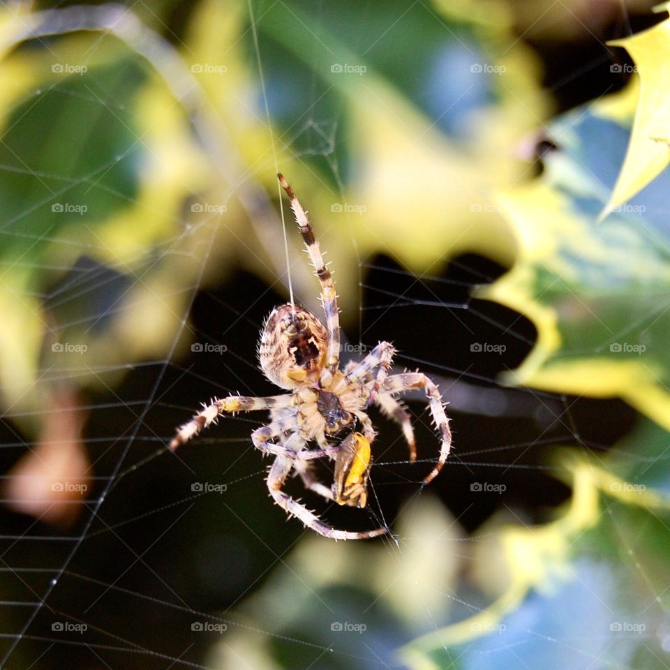 Spider seen from underside catching a bug in a web against a background of holly leaves. 