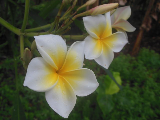 sacuanjoche flower