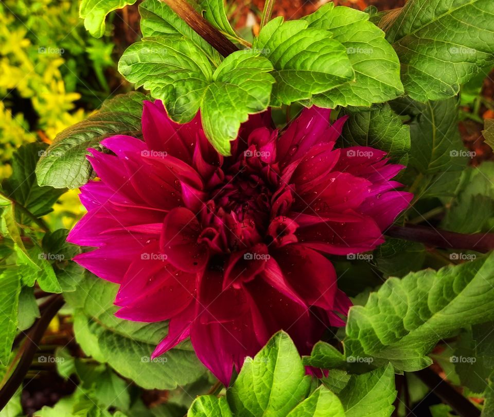 Red flower,red,flower,landscape,summer,nature,botany,plant,floral,blossom,garden,petal,flower,colorful,reflection,rose,romance