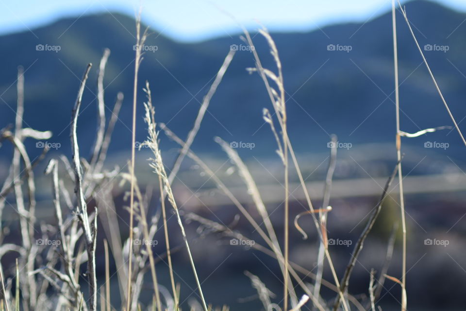 grass. light