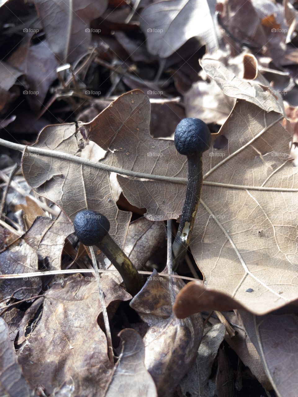 Black fungi amid leaf litter on forest floor 