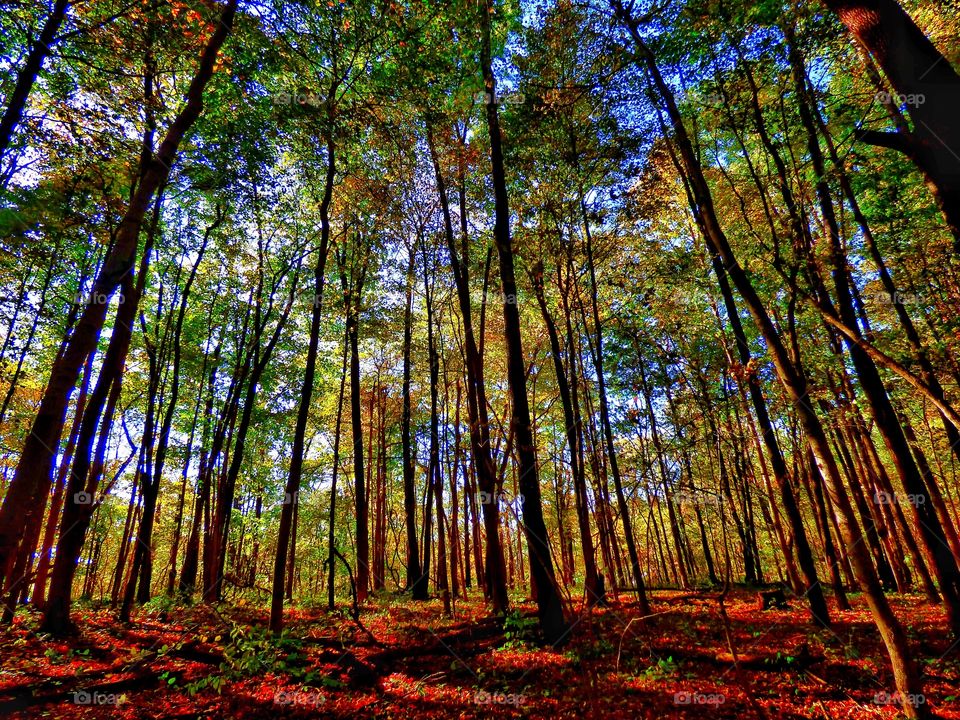 Autumn trees in forest