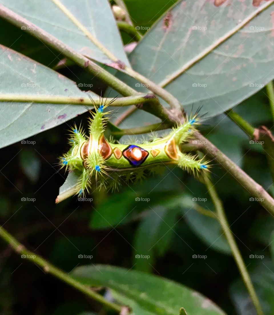 Electric caterpillar. Thailand