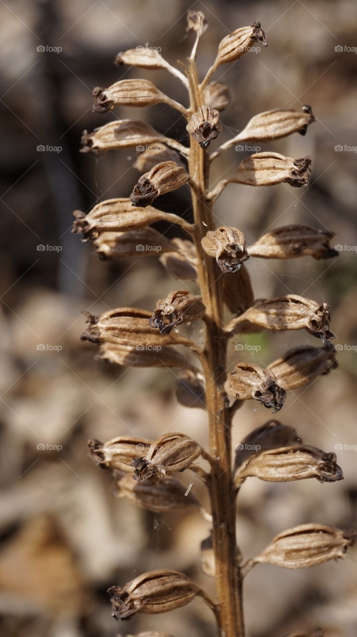 a dried flower. flower