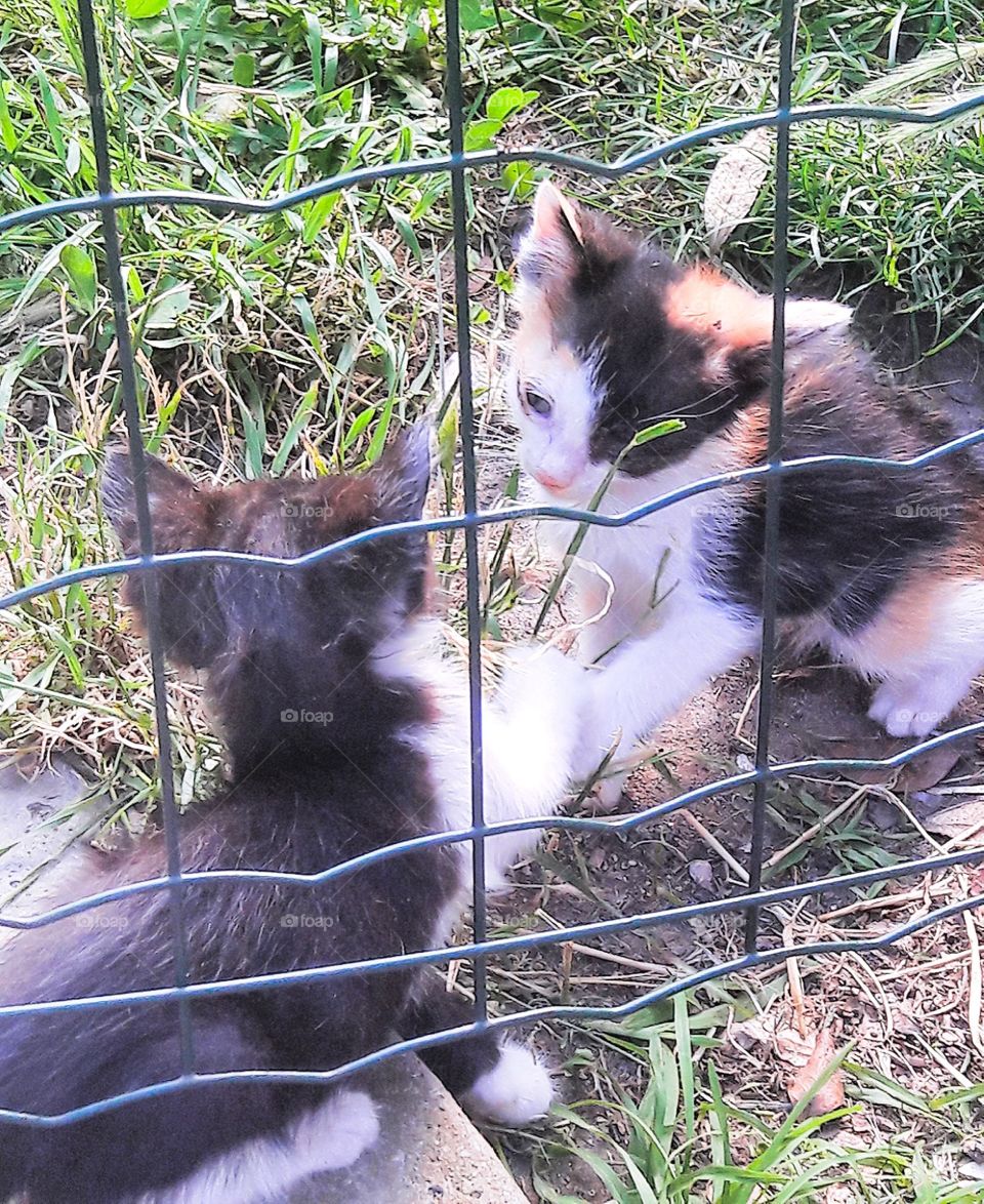 little cats in the garden