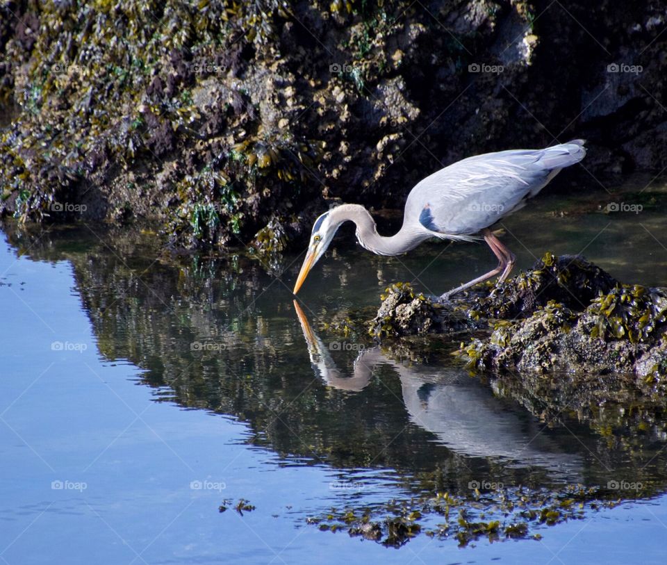 Heron reflection