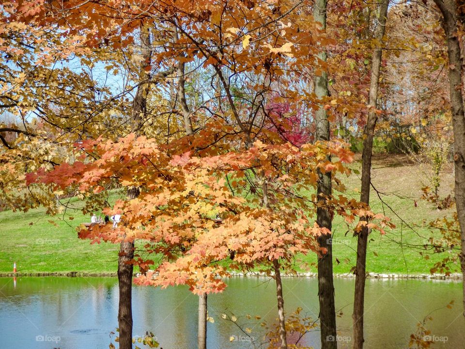 Fall trees and pond