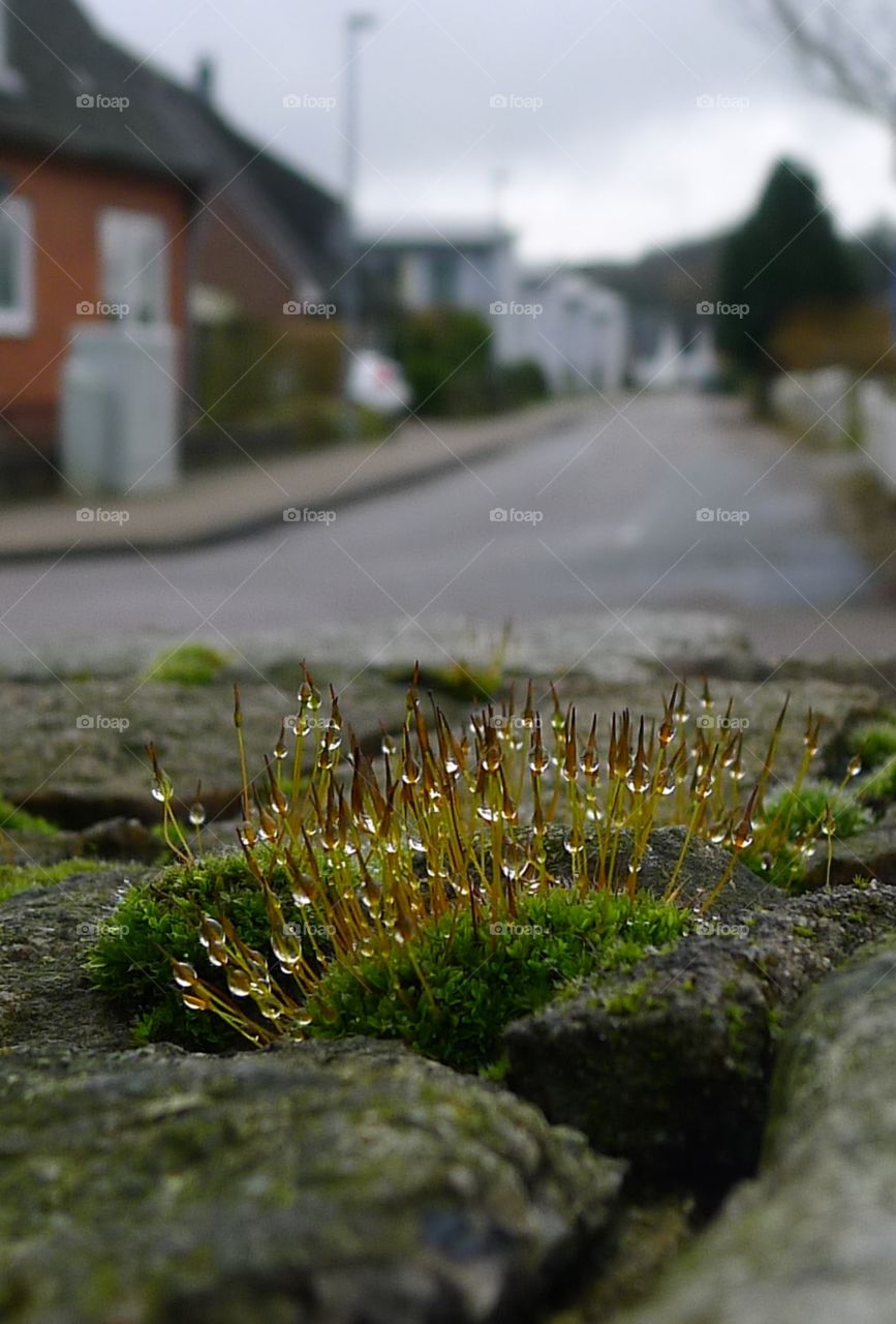 Wasser Regen. Moos Frühling