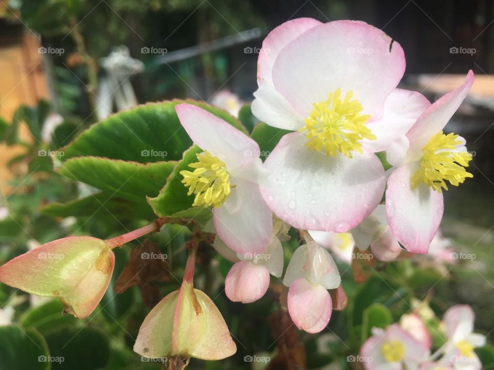 Flor blanca con rosa 