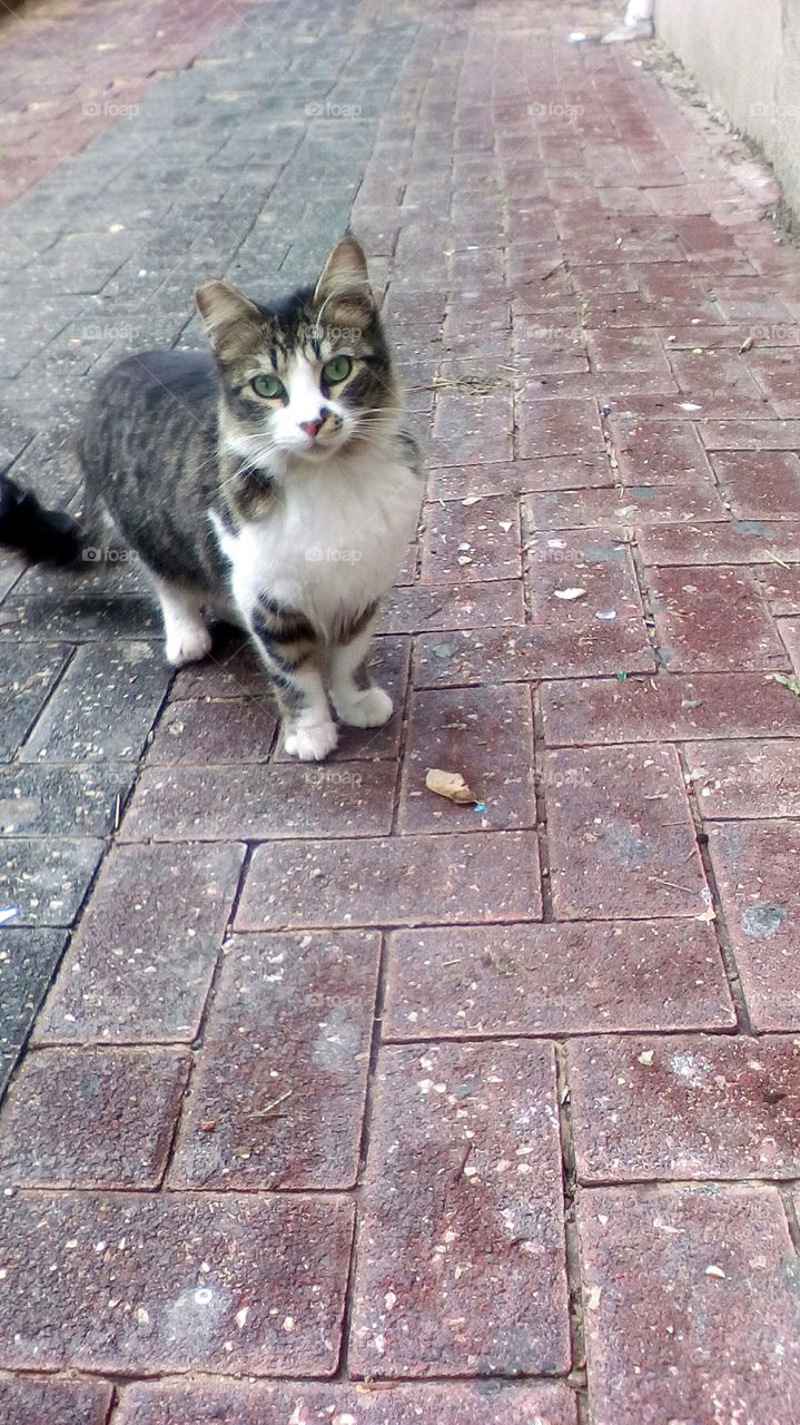 Cat in street on pavement looking