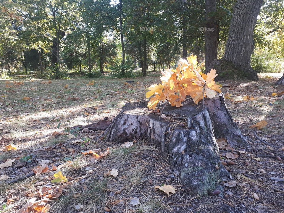 Autumn. Old stump with orange leaves