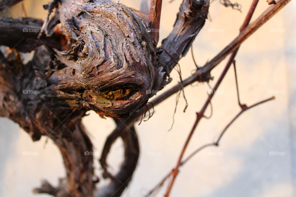 Close-up macro shot of dry vine