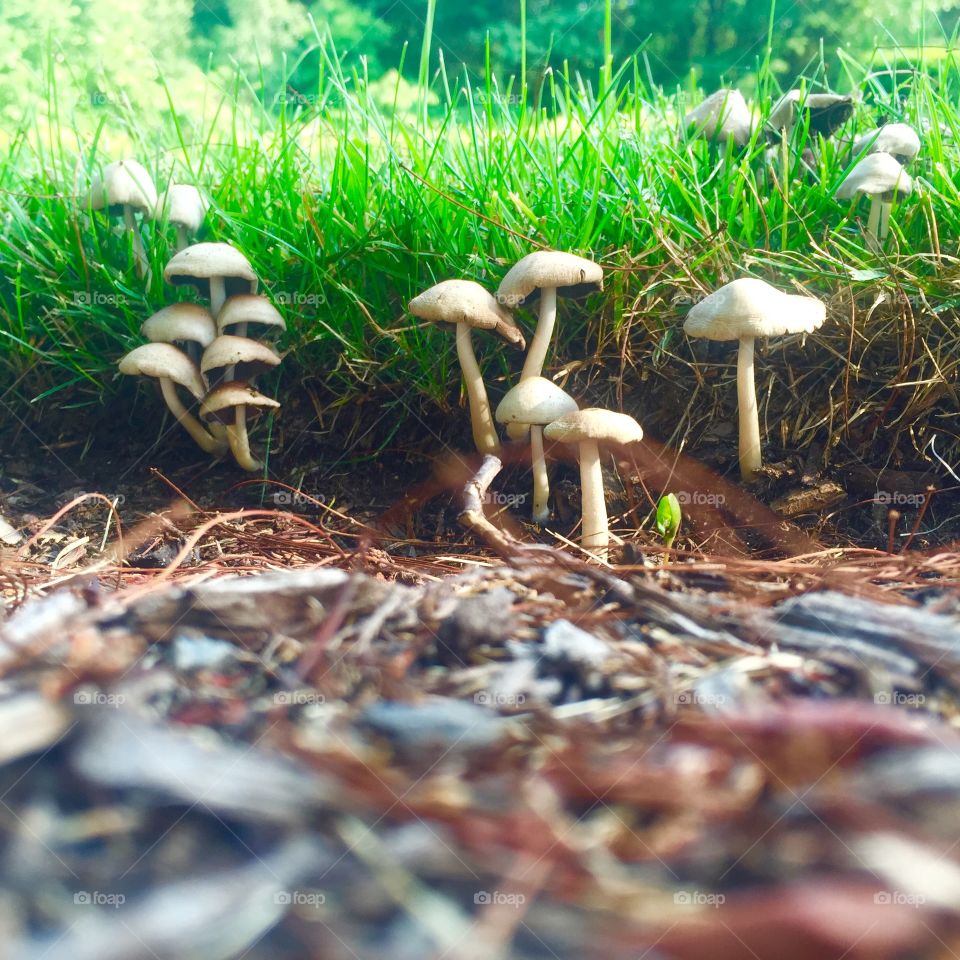 Mushroom city. Nature 