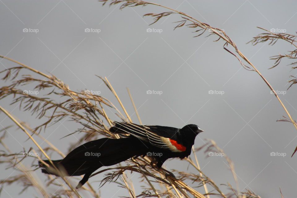 Long-tailed Widowbird