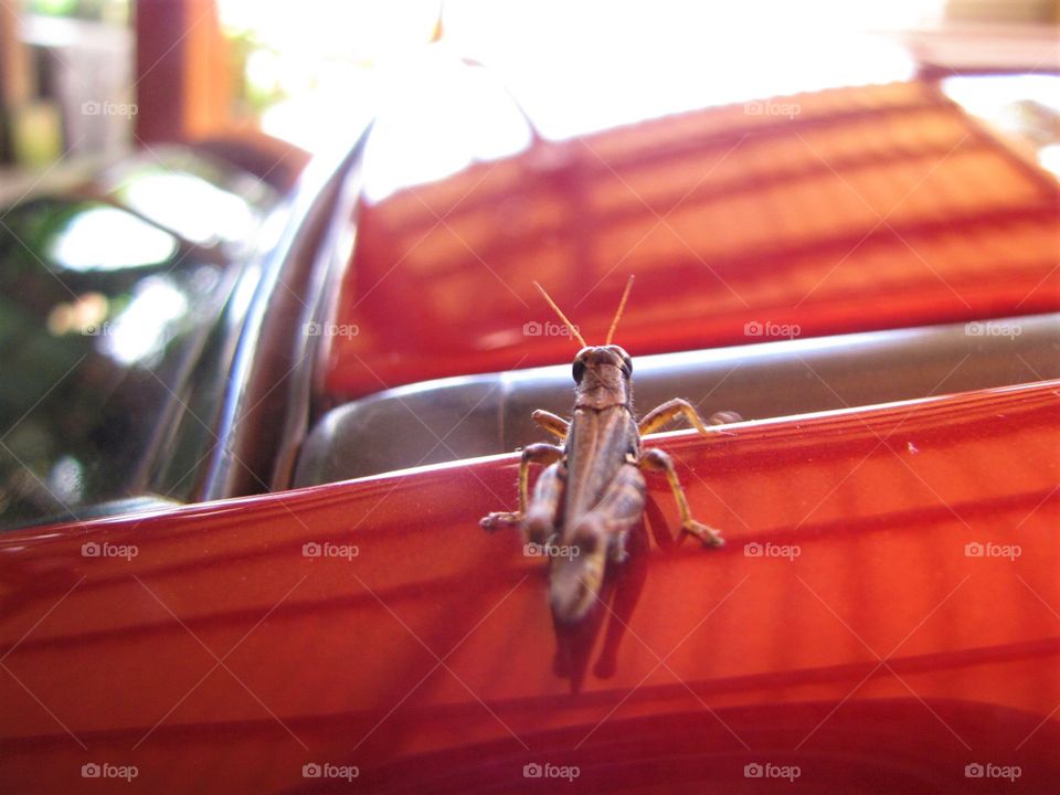 Curious cricket on a red car