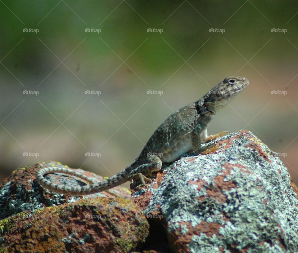 collared lizard