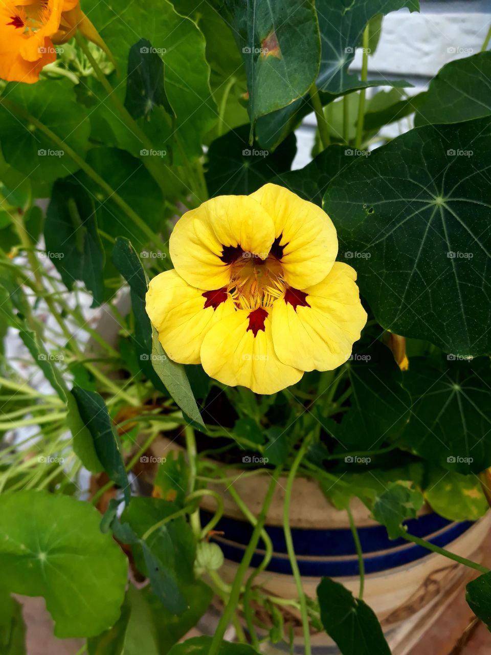 nasturtium
