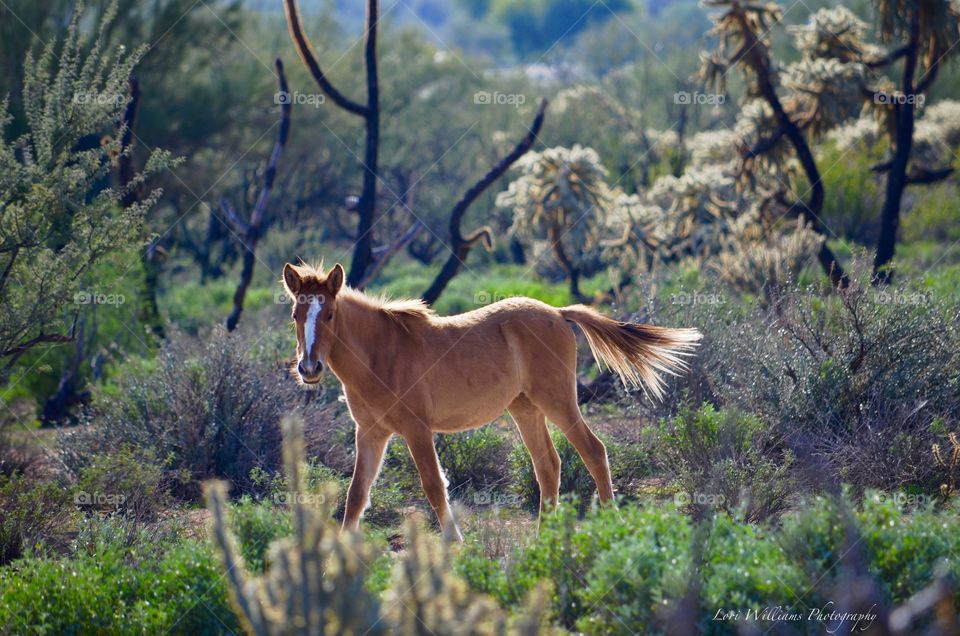 Adorable wild filly amongst the cactus of the desert