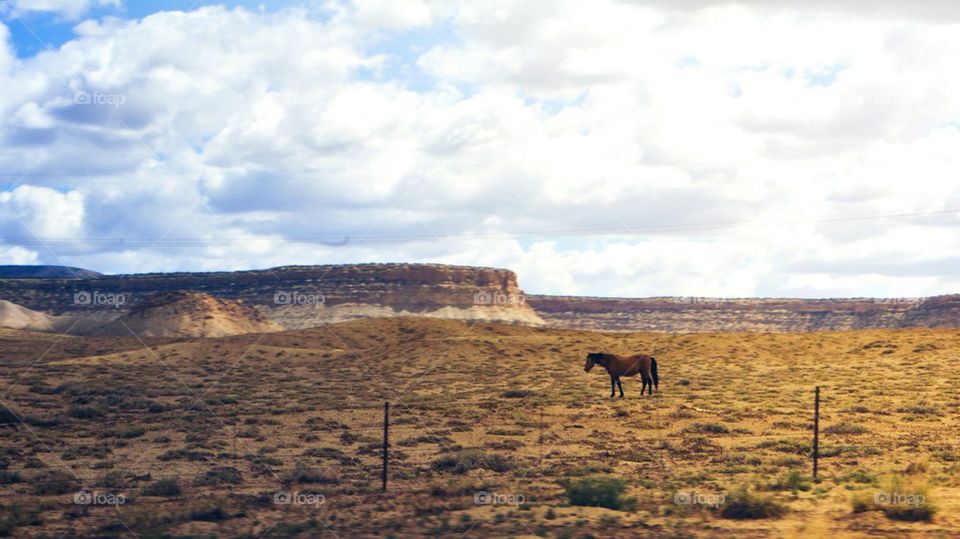 Horse with No Name