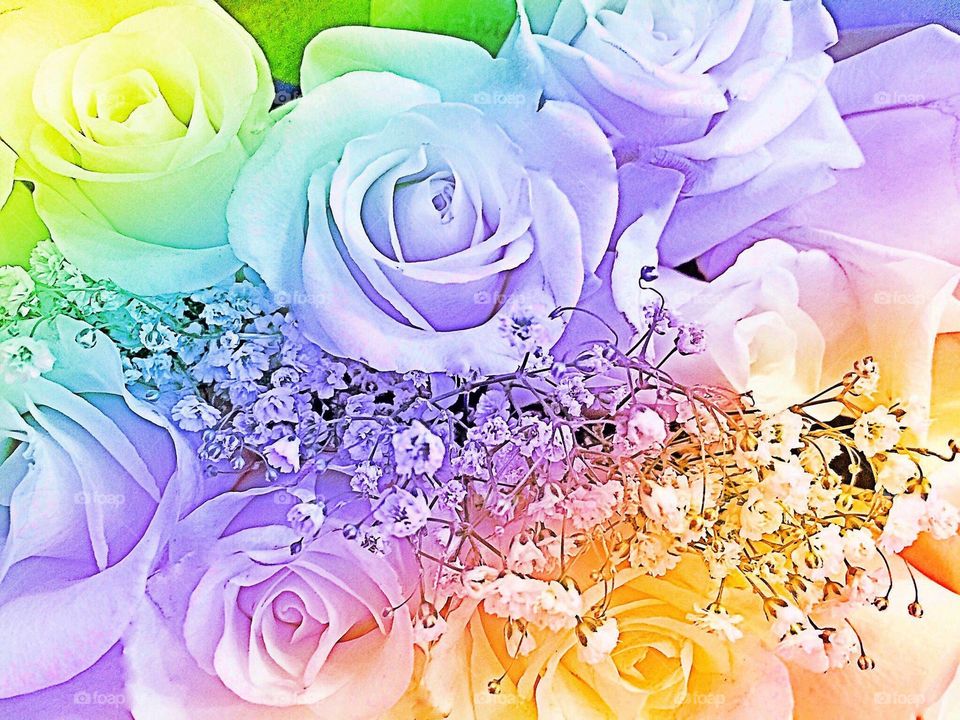 Rainbow roses