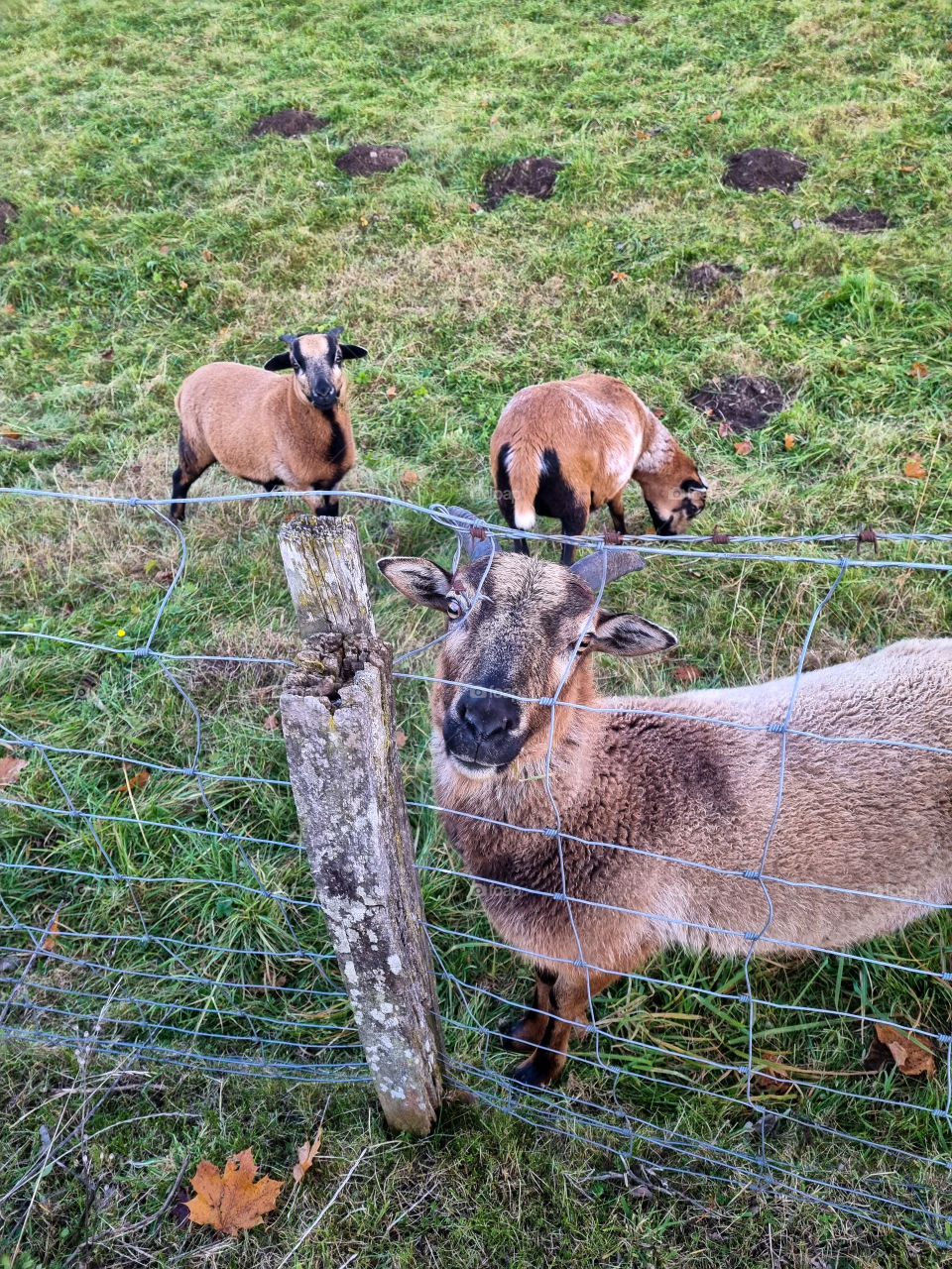 My neighbours have goats and they are so cute and similar, twin goats. The goats have beautiful brown colors. They are always outside enjoying the fresh grass. I don't know how they tell them apart.
