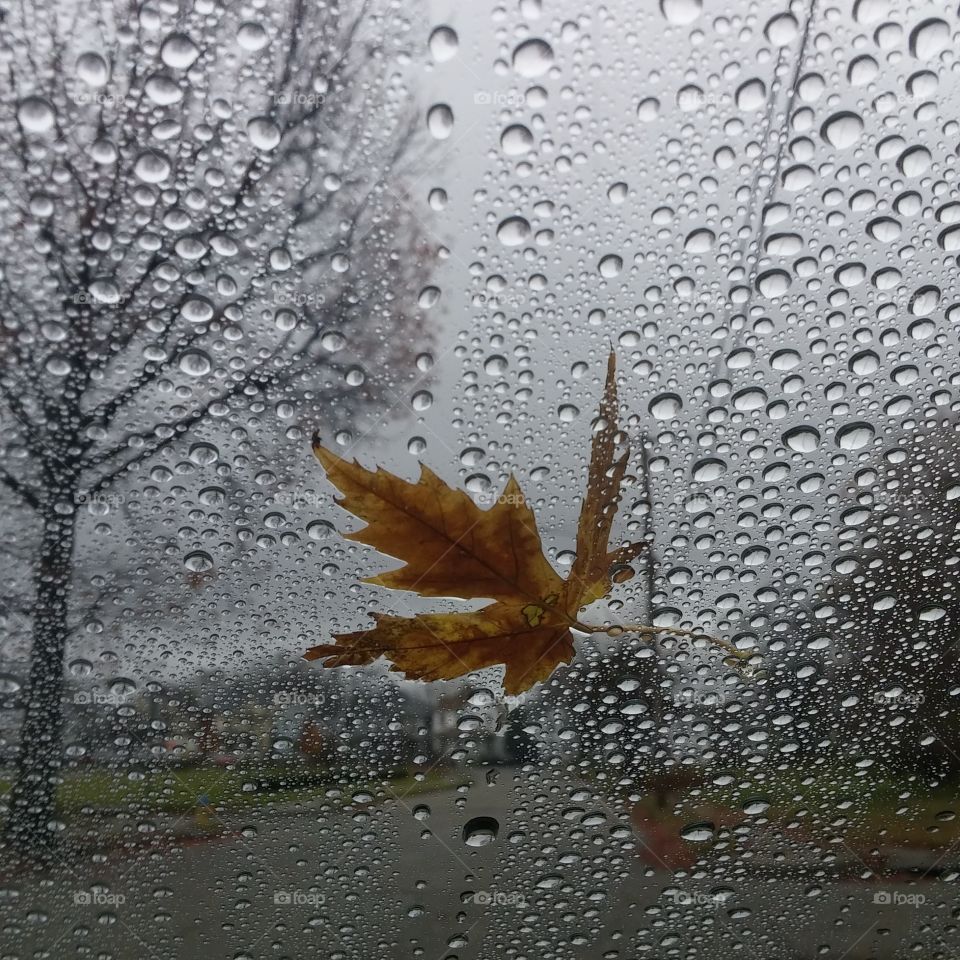 Rainy Fall Day
