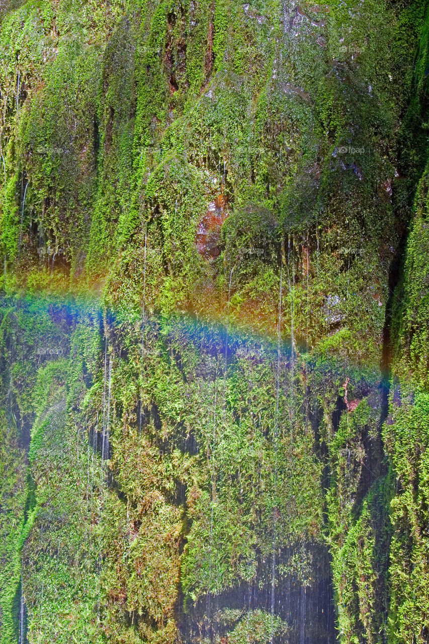 Rainbow on a weeping rock along the Triple Falls Trail in the Columbia River Gorge Oregon