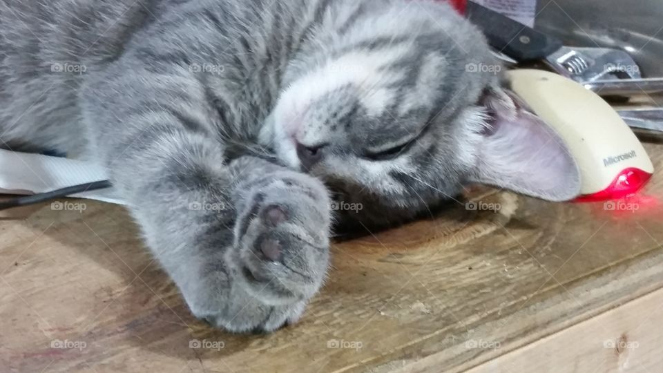 Sleeping Kitten
