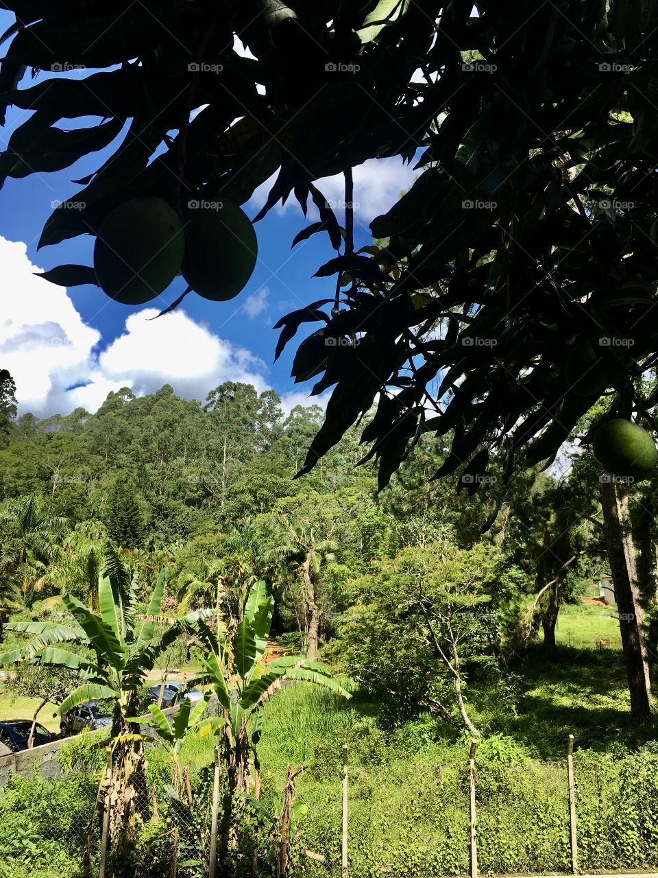 Uma imagem caipira de muito #verde e #azul.
Pena que não dá para compartilhar pela #web o ar puro daqui...
🌳 
#natureza
#céu
#paisagem 