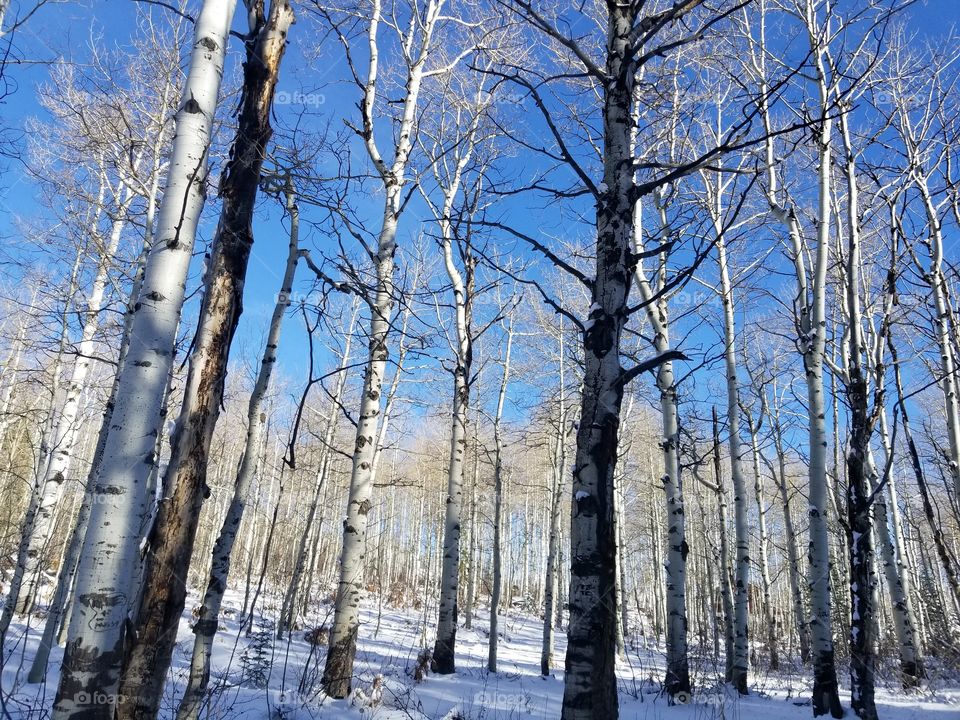 birch bark trees